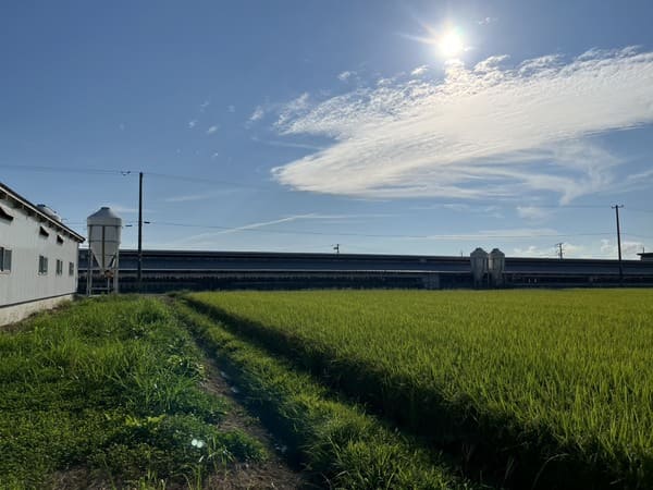 田んぼ